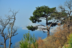 Pinus brutia pityusa