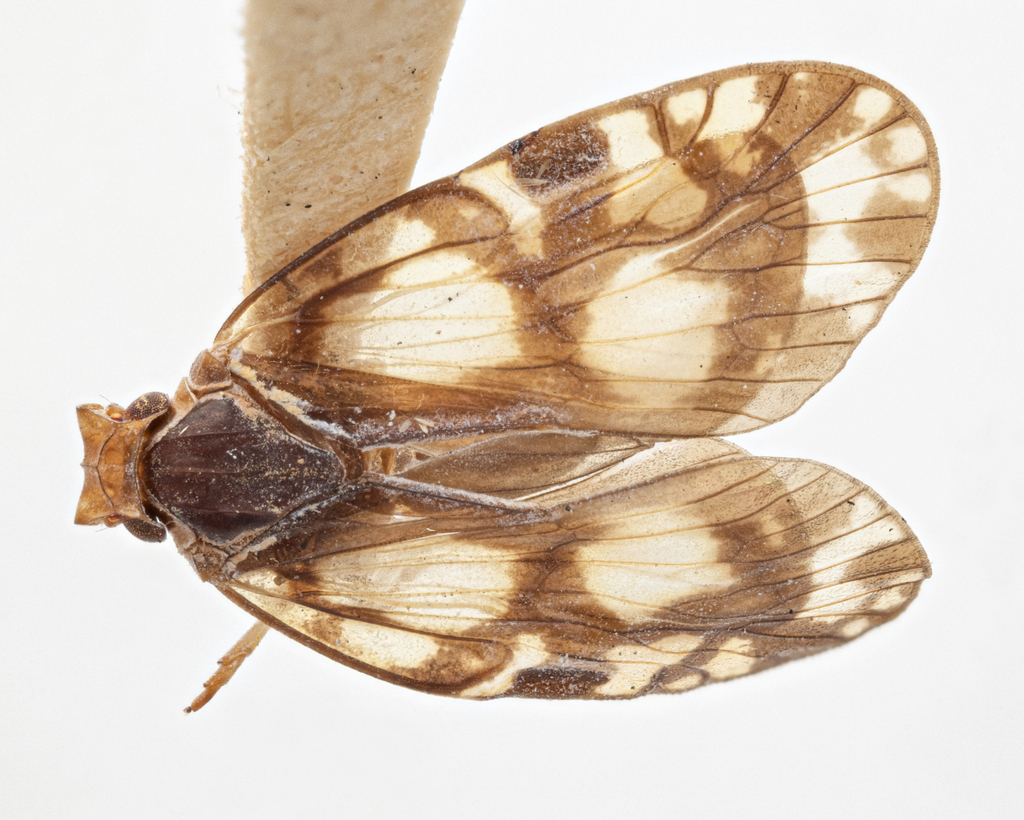 Bothriocera dampfi