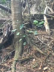 Planchonella sandwicensis