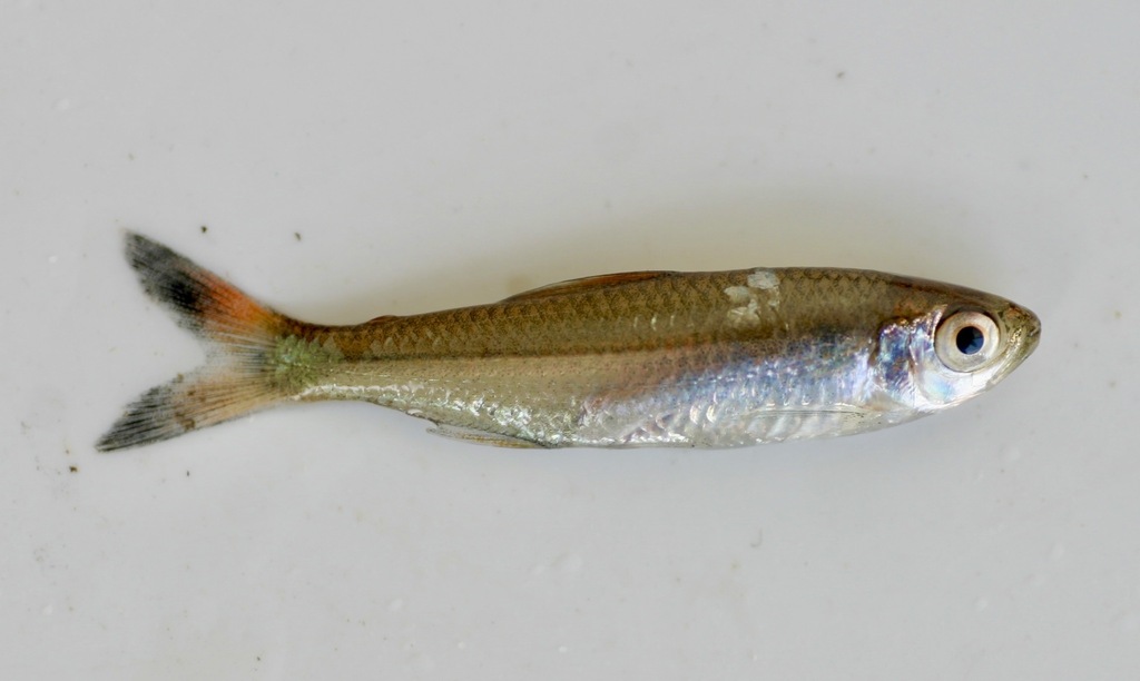 Mikia Tetra