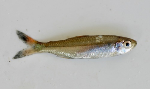Mikia Tetra