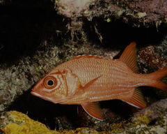 Sargocentron tiere