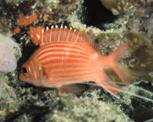 Sargocentron tiereoides