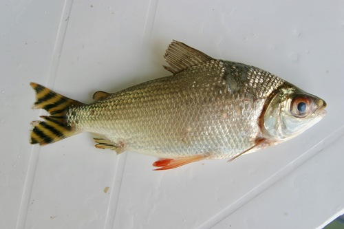 Flagtail prochilodus (Semaprochilodus insignis) — Prochilodontidae — 3