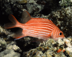 Sargocentron tiereoides