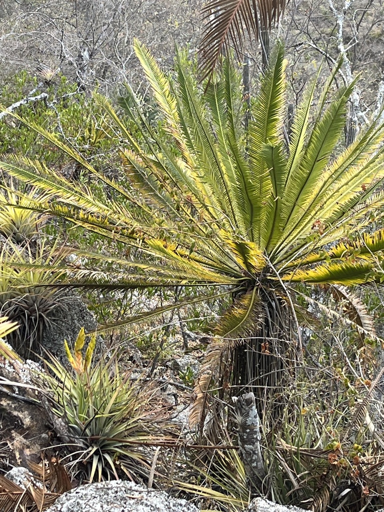 Dioon oaxacensis (El Camaron Cycad)