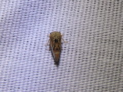 Cyrtolobus