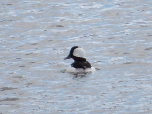 Bufflehead photographed in Kansas