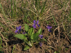 Viola ambigua