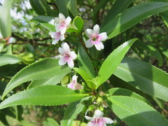 Myoporum rapense kermadecense
