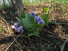 Viola ambigua