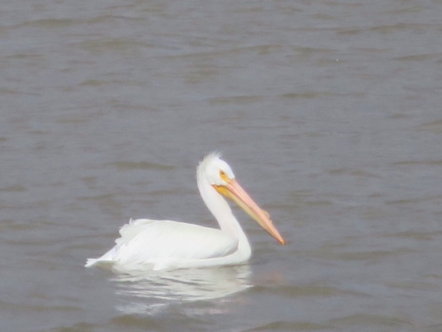 American White Pelican photographed in Kansas