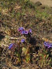 Pulmonaria angustifolia