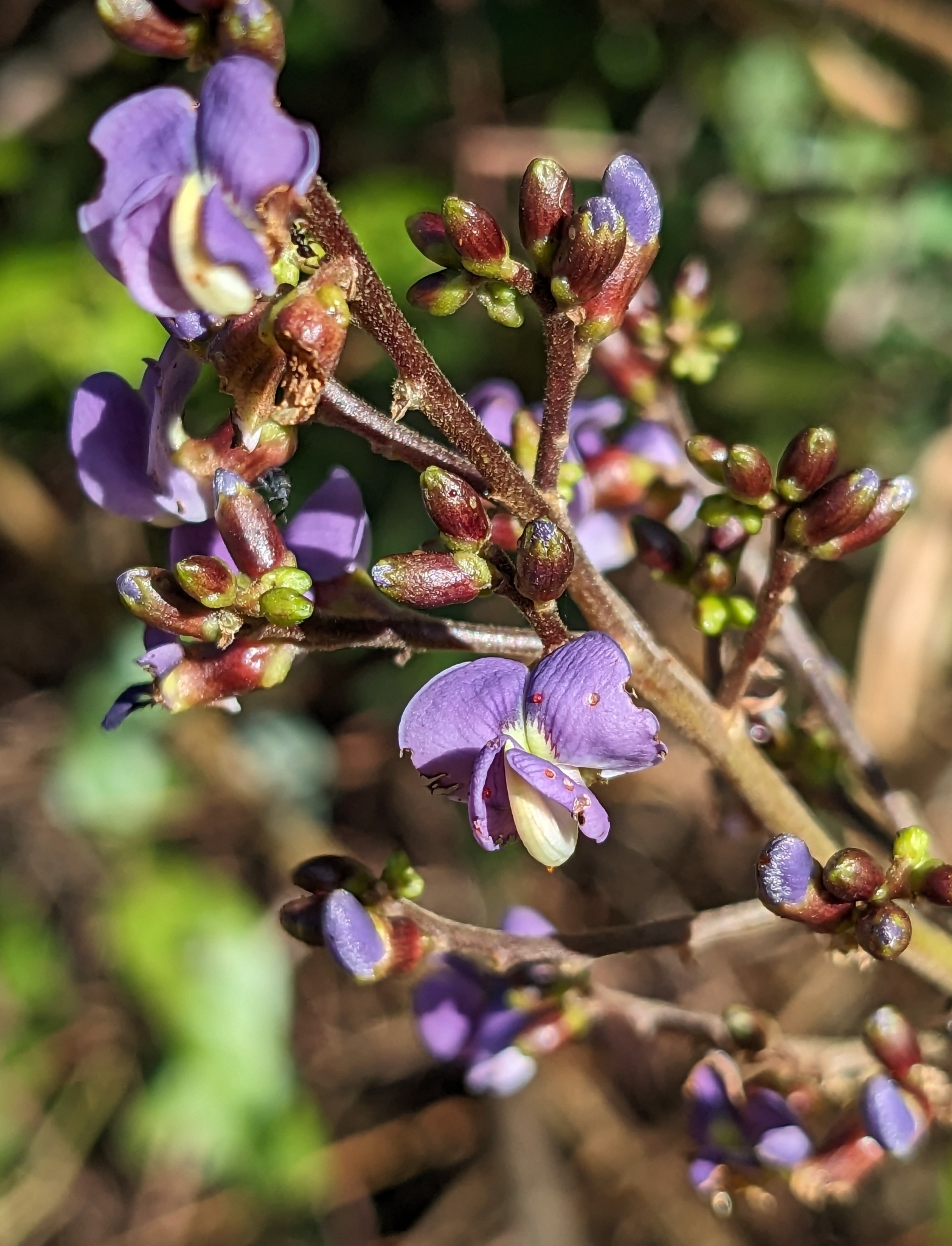 Machaerium lunatum