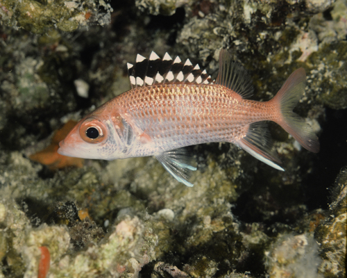 Neoniphon opercularis