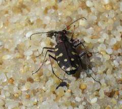 Cicindelina