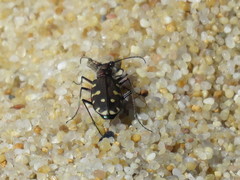 Cicindelina