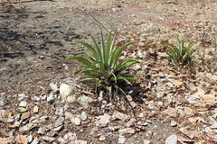 Agave vilmoriniana