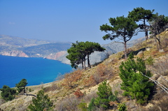 Pinus brutia pityusa