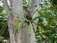 Epiphyllum phyllanthus
