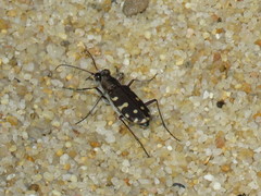 Cicindelina