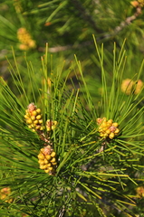 Pinus brutia pityusa