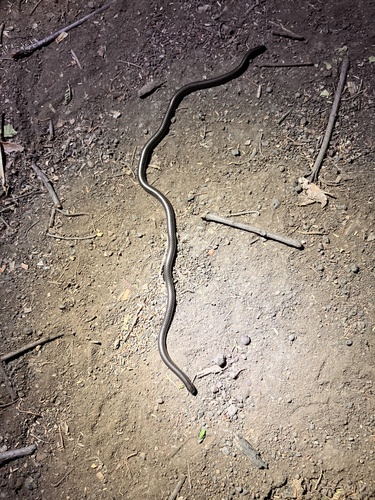 Distant's Thread Snake