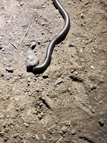 Distant's Thread Snake