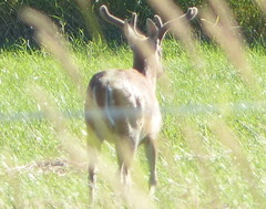 Odocoileus virginianus leucurus
