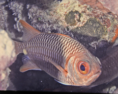 Myripristis violacea