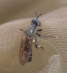 Dioctria atricapilla