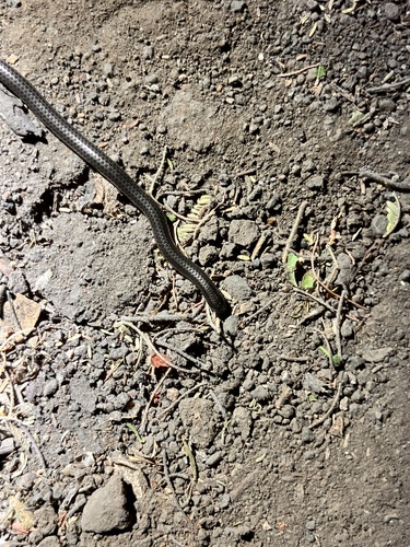 Distant's Thread Snake