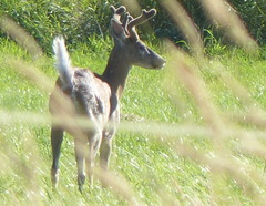 Odocoileus virginianus leucurus