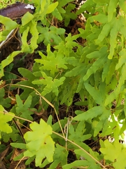 Lygodium palmatum image