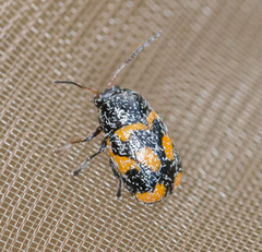 Cryptocephalus anticus