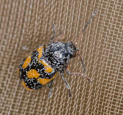 Cryptocephalus anticus