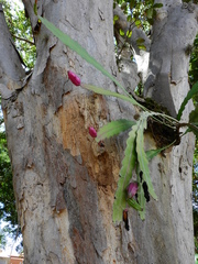 Epiphyllum phyllanthus