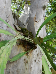 Epiphyllum phyllanthus