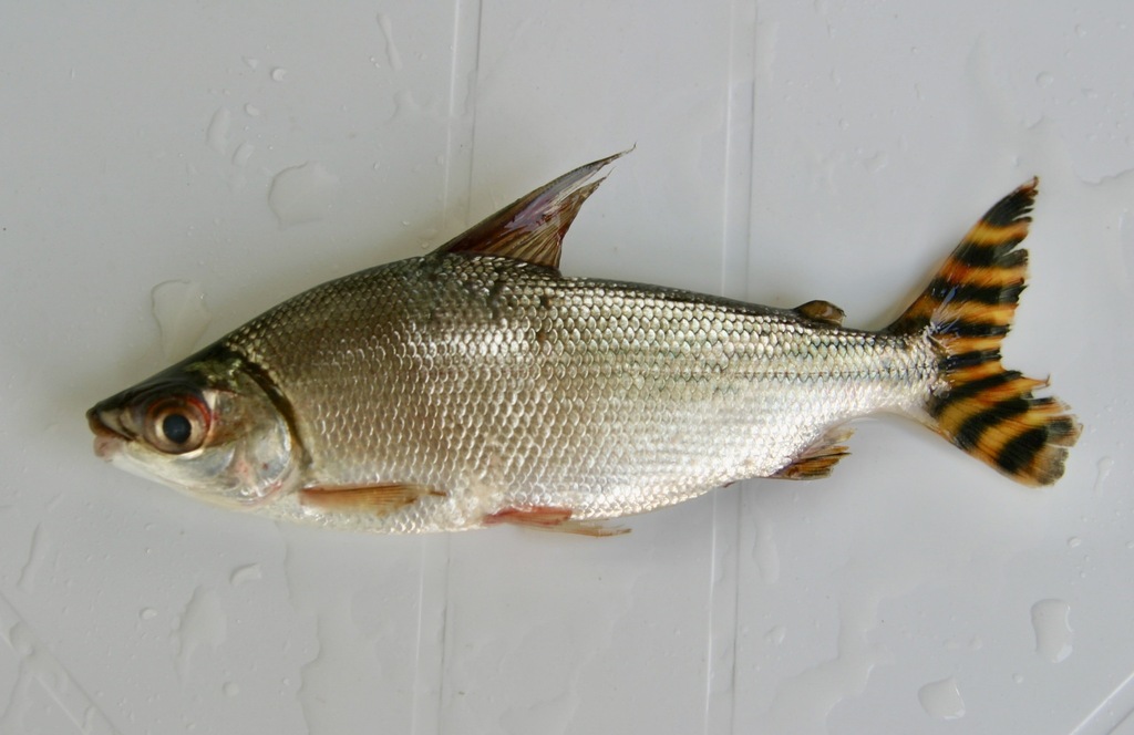 Silver prochilodus