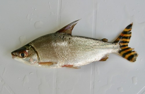 Vlagstaart-prochilodus (Semaprochilodus taeniurus) — Prochilodontidae — 3