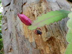Epiphyllum phyllanthus