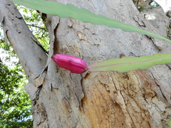 Epiphyllum phyllanthus
