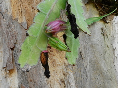 Epiphyllum phyllanthus