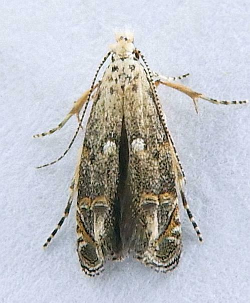 Naera fuscocristatella