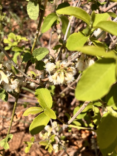 Fluffy-Flowered Jackal Coffee (Tricalysia junodii)