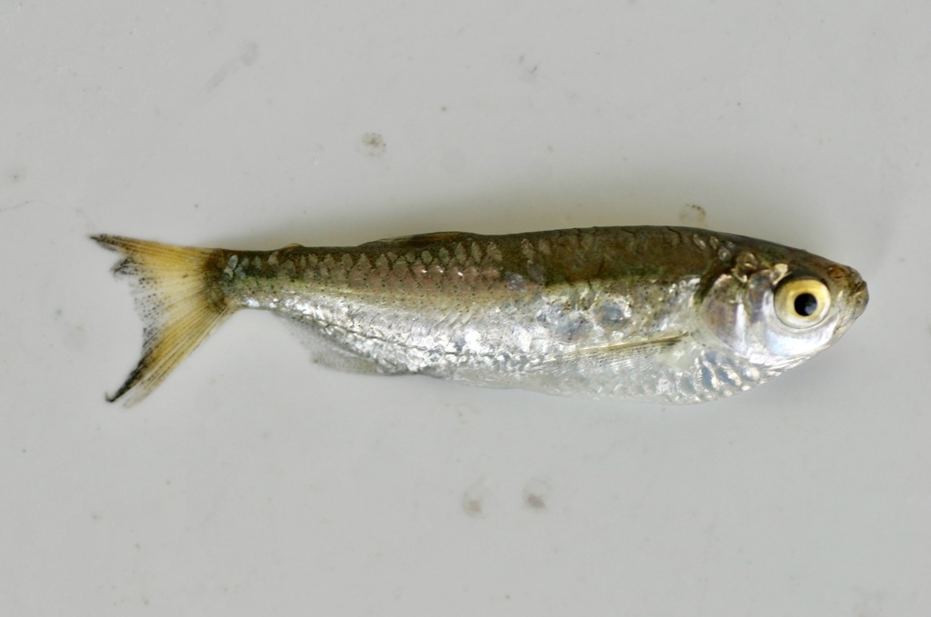 Triportheus albus