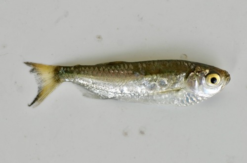 Triportheus albus