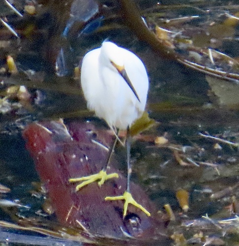 Snowy Egret photographed in Nebraska