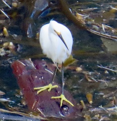 Snowy Egret
