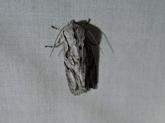 Egira crucialis